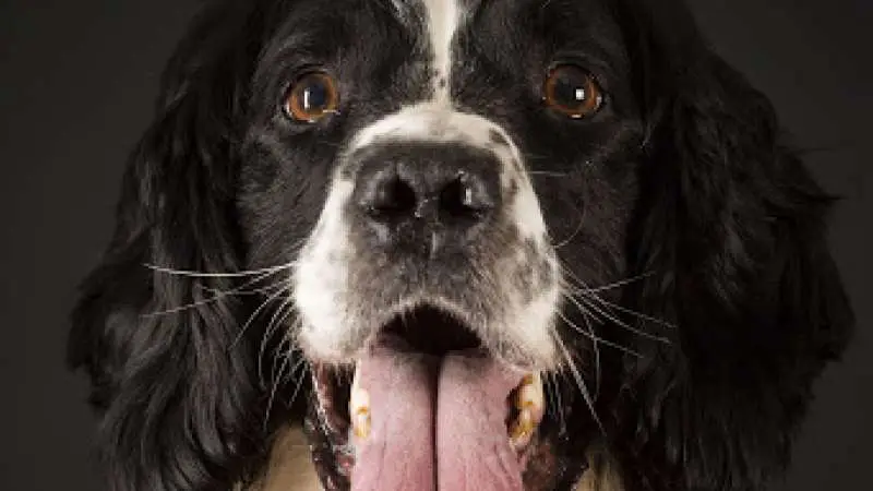 dog