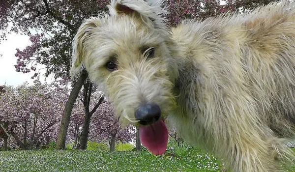 dog