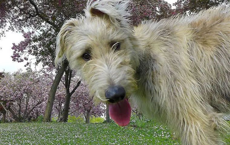 dog