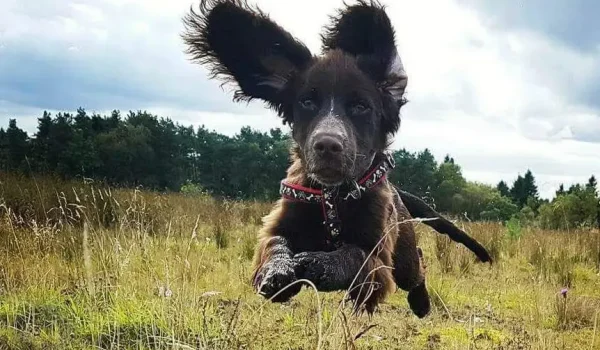 dog