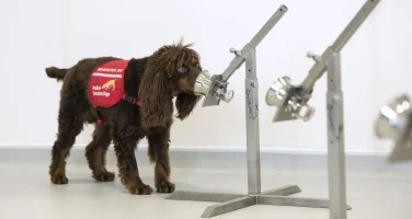 Dogs sniff out coronavirus