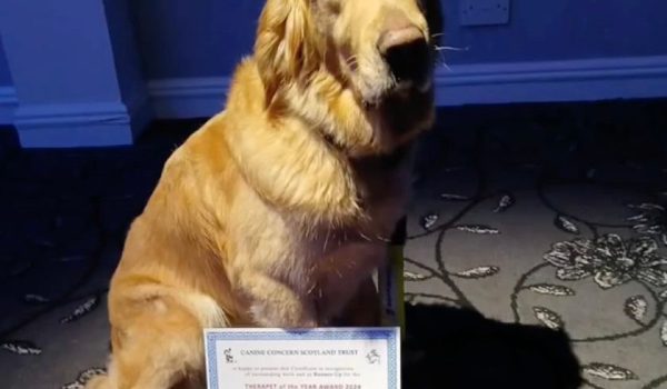 dog